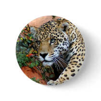 Big Cats - 10 Button