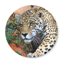 Big Cats - 10 Fridge Magnets