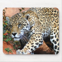 Big Cats - 10 mousepads by MuseMagic Big Cats - 10 mousepads