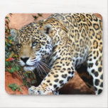 Big Cats - 10 Mouse Pad