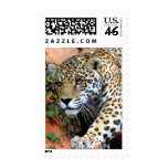 Big Cats - 10 Postage