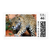 Big Cats - 10 postage