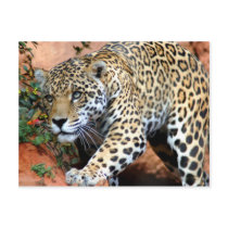 Big Cats - 10 Postcard
