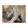 Big Cats - 10 Postcard