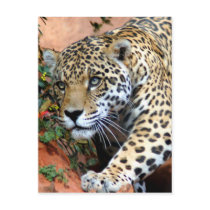 Big Cats - 10 Postcard
