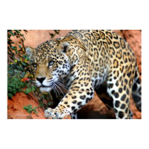 Big Cats - 10 posters by MuseMagic Big Cats - 10 posters
