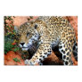 Big Cats - 10 Print Big Cats - 10 Print