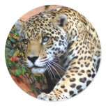 Big Cats - 10 Round Sticker