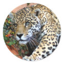 Big Cats - 10 stickers