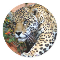 Big Cats - 10 stickers by MuseMagic Big Cats - 10 stickers