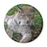 Big Cats - 11 Magnets