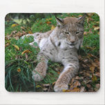Big Cats - 11 Mouse Pad