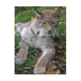 Big Cats - 11 Postcard