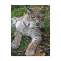 Big Cats - 11 postcards
