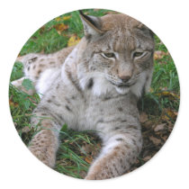 Big Cats - 11 stickers by MuseMagic Big Cats - 11 stickers
