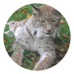 Big Cats - 11 Sticker