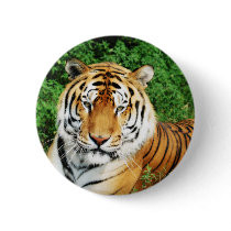 Big Cats - 12 buttons by MuseMagic Big Cats - 12 buttons