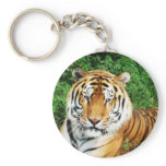 Big Cats - 12 keychains