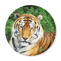 Big Cats - 12 magnets