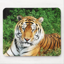 Big Cats - 12 Mouse Pads