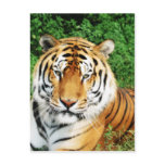 Big Cats - 12 Postcards