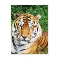 Big Cats - 12 postcards
