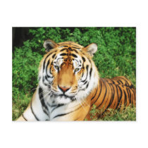 Big Cats - 12 Post Card