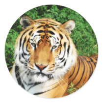 Big Cats - 12 stickers by MuseMagic Big Cats - 12 stickers