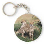 Big Cats - 13 keychains