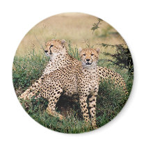 Big Cats - 13 magnets