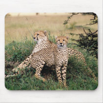 Big Cats - 13 mousepads by MuseMagic Big Cats - 13 mousepads