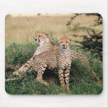 Big Cats - 13 Mouse Pads