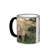 Big Cats - 13 Mugs