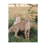 Big Cats - 13 Post Card