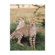 Big Cats - 13 postcards by MuseMagic Big Cats - 13 postcards