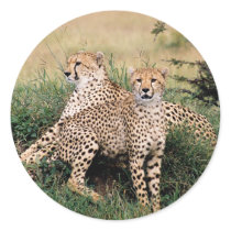 Big Cats - 13 Round Sticker