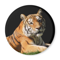 Big Cats - 1 magnets