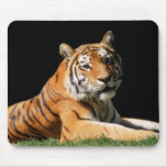 Big Cats  - 1 Mouse Mats