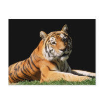 Big Cats - 1 postcards