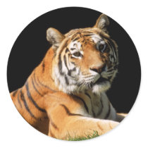Big Cats - 1 Stickers