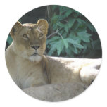 Big Cats  - 2 Round Sticker