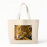 Big Cats - 3 bags