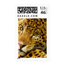 Big Cats  - 3 postage