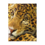 Big Cats - 3 Postcards