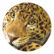 Big Cats - 3 stickers by MuseMagic Big Cats - 3 stickers