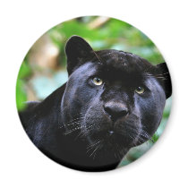 Big Cats - 4 Refrigerator Magnets