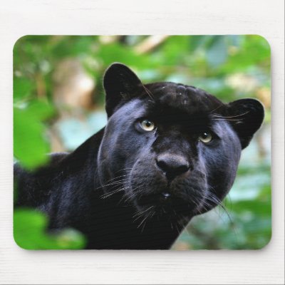 Big Cats  - 4 Mouse Pads by MuseMagic