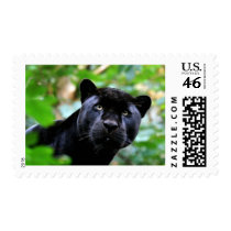 Big Cats - 4 postage