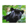 Big Cats - 4 Post Card
