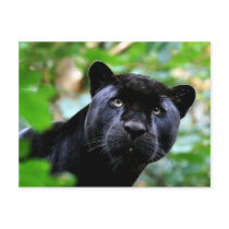 Big Cats - 4 postcards